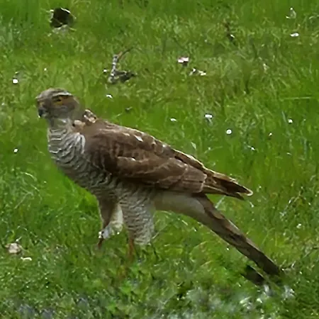 Zusenzomer לינה וארוחת בוקר 4*