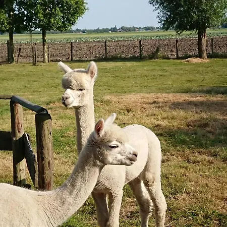 Zusenzomer *