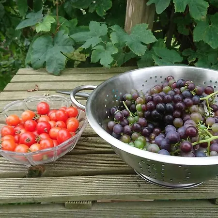 Bed & Breakfast Zusenzomer Oostwoud